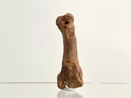 Cave Bear (Ursus spelaeus) Metacarpal Fossil (3.37"), Pleistocene, Romania - FossilsAndMore