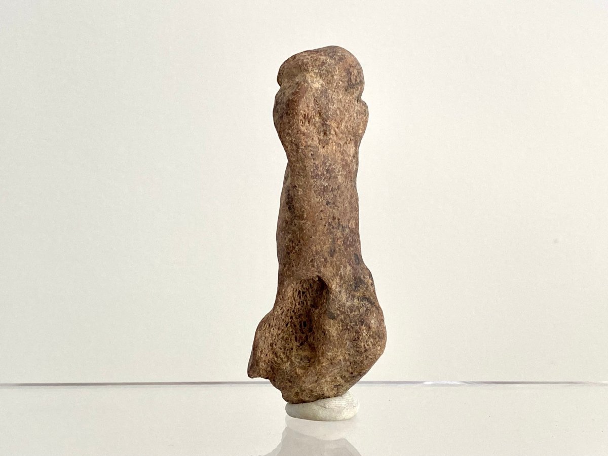 Cave Bear (Ursus spelaeus) Metacarpal Fossil (3.40"), Pleistocene, Romania - FossilsAndMore
