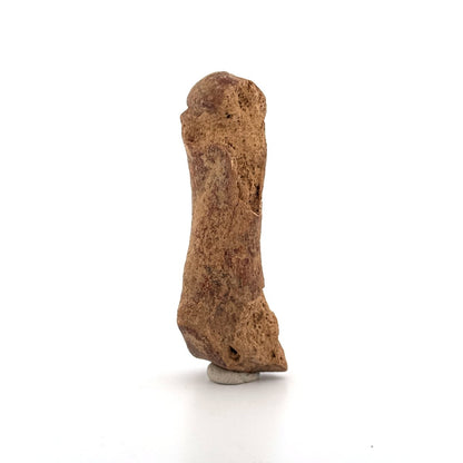 Cave Bear (Ursus spelaeus) Metacarpal Fossil (3.46"), Pleistocene, Romania - FossilsAndMore