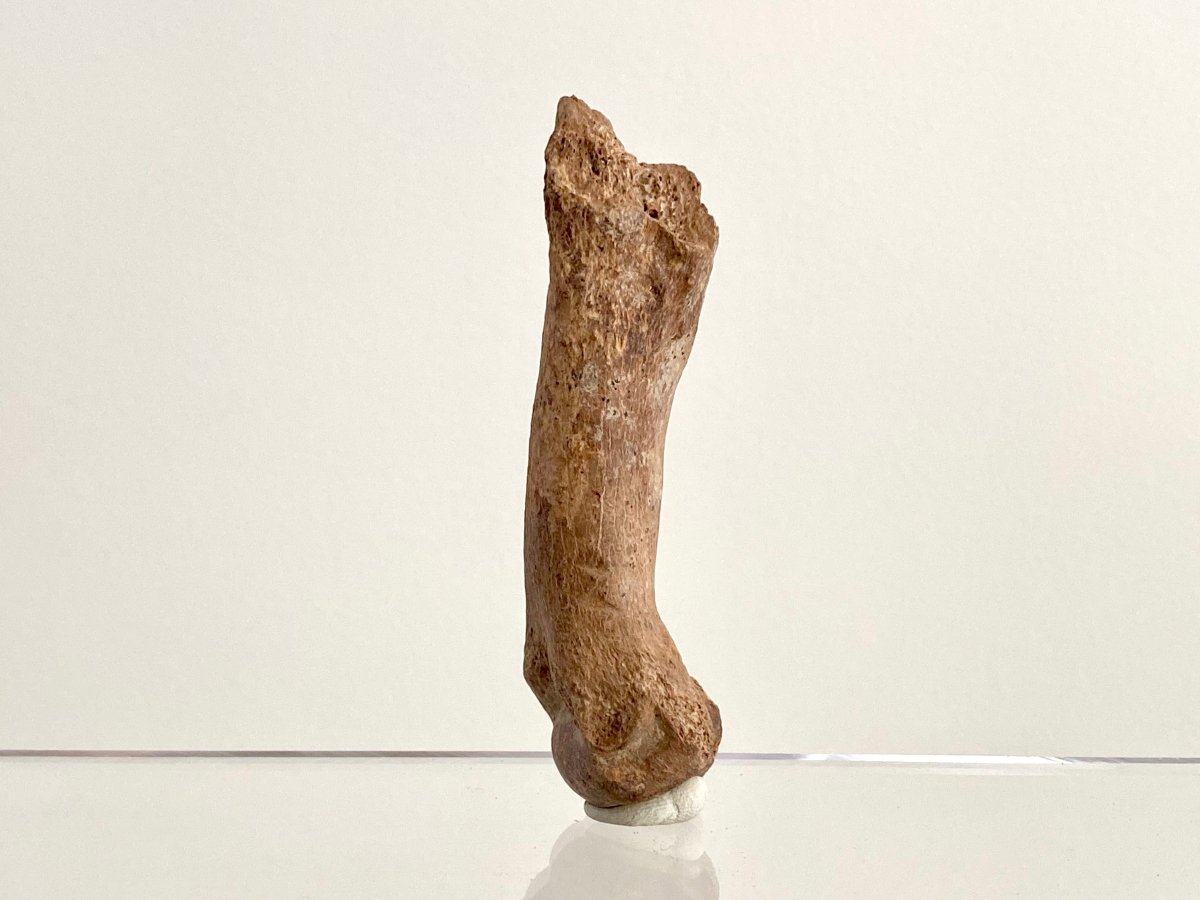 Cave Bear (Ursus spelaeus) Metacarpal Fossil (3.47"), Pleistocene, Romania - FossilsAndMore