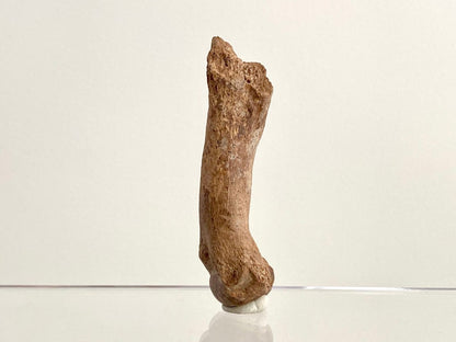 Cave Bear (Ursus spelaeus) Metacarpal Fossil (3.47"), Pleistocene, Romania - FossilsAndMore