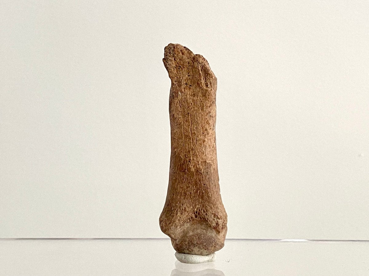 Cave Bear (Ursus spelaeus) Metacarpal Fossil (3.47"), Pleistocene, Romania - FossilsAndMore