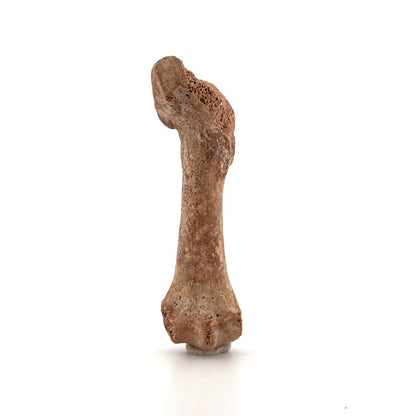 Cave Bear (Ursus spelaeus) Metacarpal Fossil (3.59"), Pleistocene, Romania - FossilsAndMore