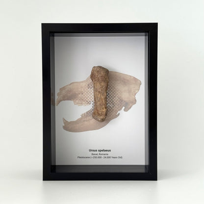 Cave Bear, Ursus spelaeus, Metacarpal Fossil in Large Deep Box Frame - FossilsAndMore