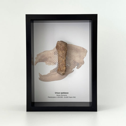 Cave Bear, Ursus spelaeus, Metacarpal Fossil in Large Deep Box Frame - FossilsAndMore