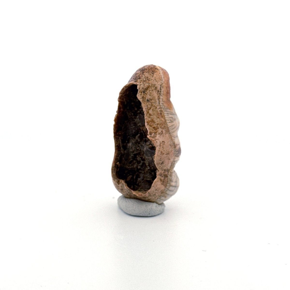 Cave Bear (Ursus spelaeus) molar crown from pleistocene, Rumania (1.75") - FossilsAndMore