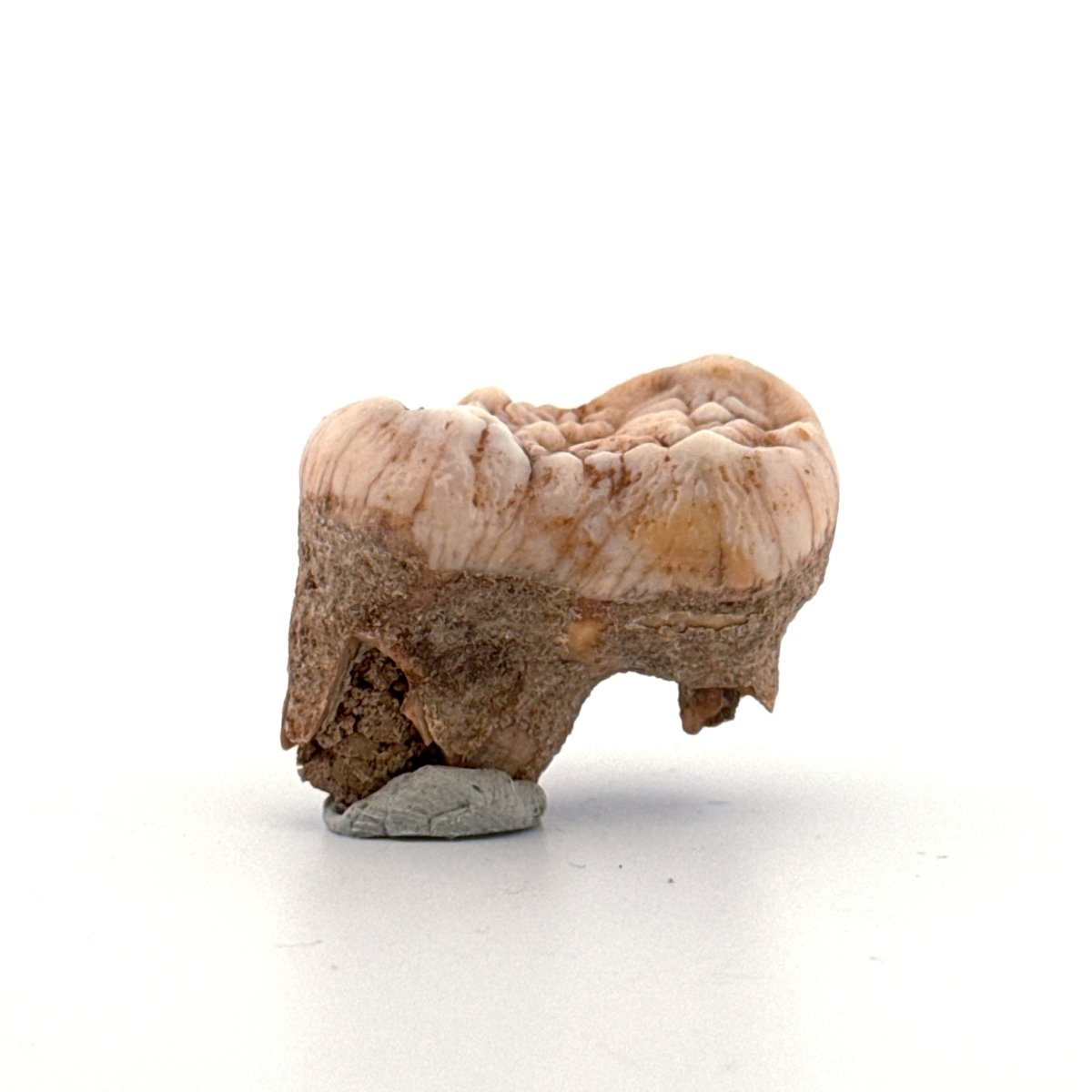 Cave Bear (Ursus spelaeus) molar from pleistocene, Rumania | 1.17" - FossilsAndMore