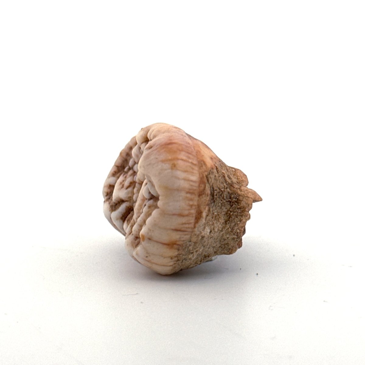 Cave Bear (Ursus spelaeus) molar from pleistocene, Rumania | 1.17" - FossilsAndMore