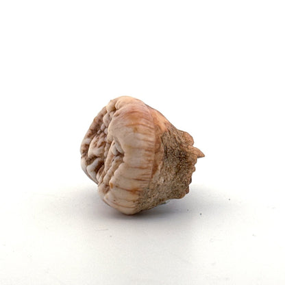 Cave Bear (Ursus spelaeus) molar from pleistocene, Rumania | 1.17" - FossilsAndMore