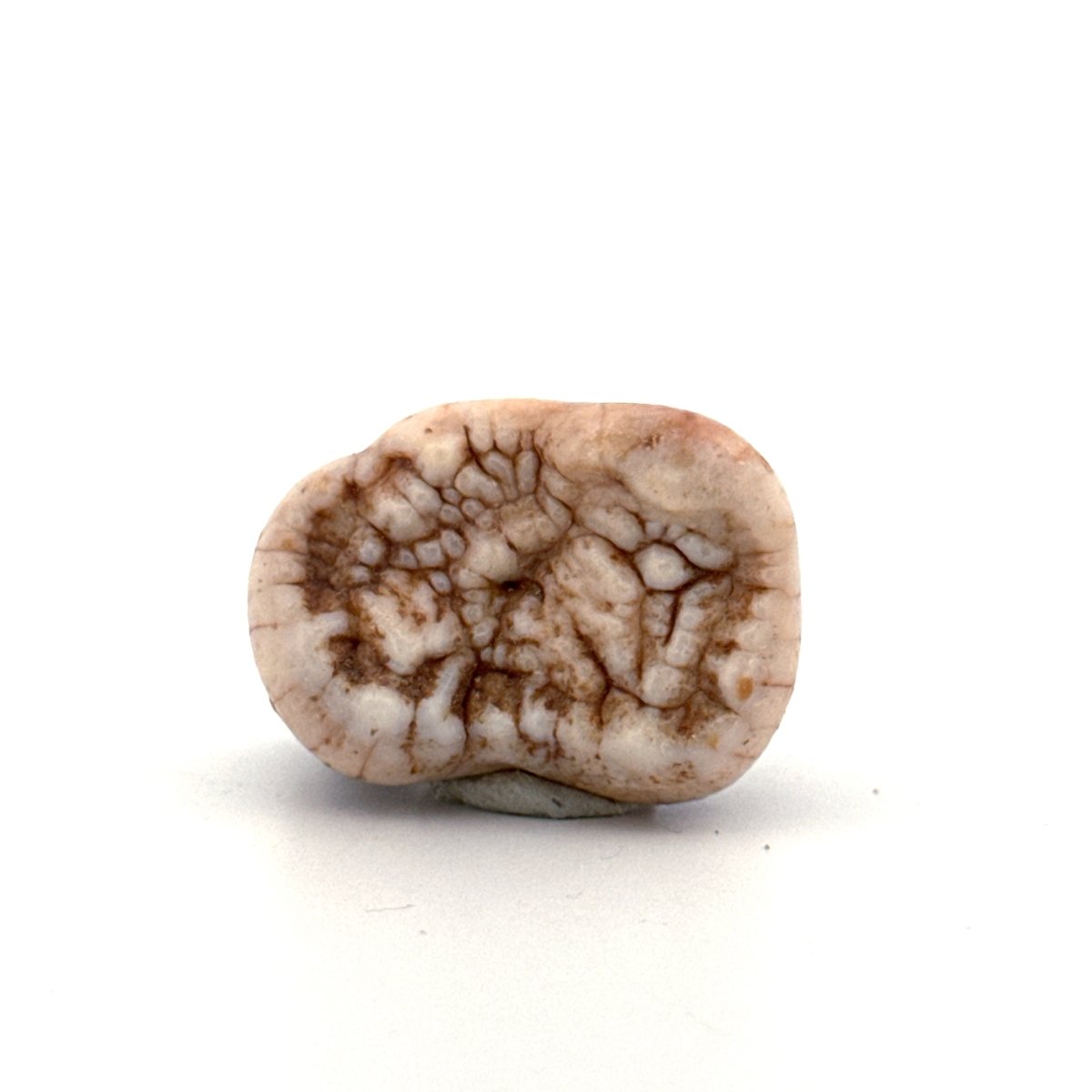 Cave Bear (Ursus spelaeus) molar from pleistocene, Rumania | 1.17" - FossilsAndMore