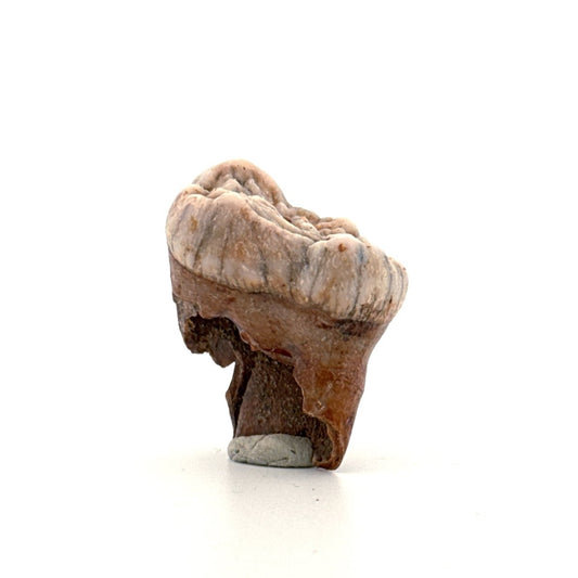 Cave Bear (Ursus spelaeus) molar from pleistocene, Rumania | 1.20" - FossilsAndMore