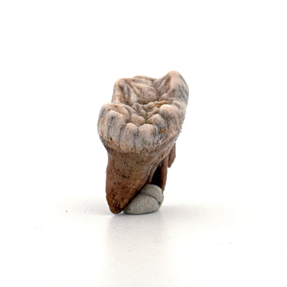Cave Bear (Ursus spelaeus) molar from pleistocene, Rumania | 1.20" - FossilsAndMore