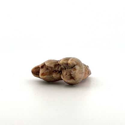 Cave Bear (Ursus spelaeus) molar from pleistocene, Rumania | 1.34" - FossilsAndMore