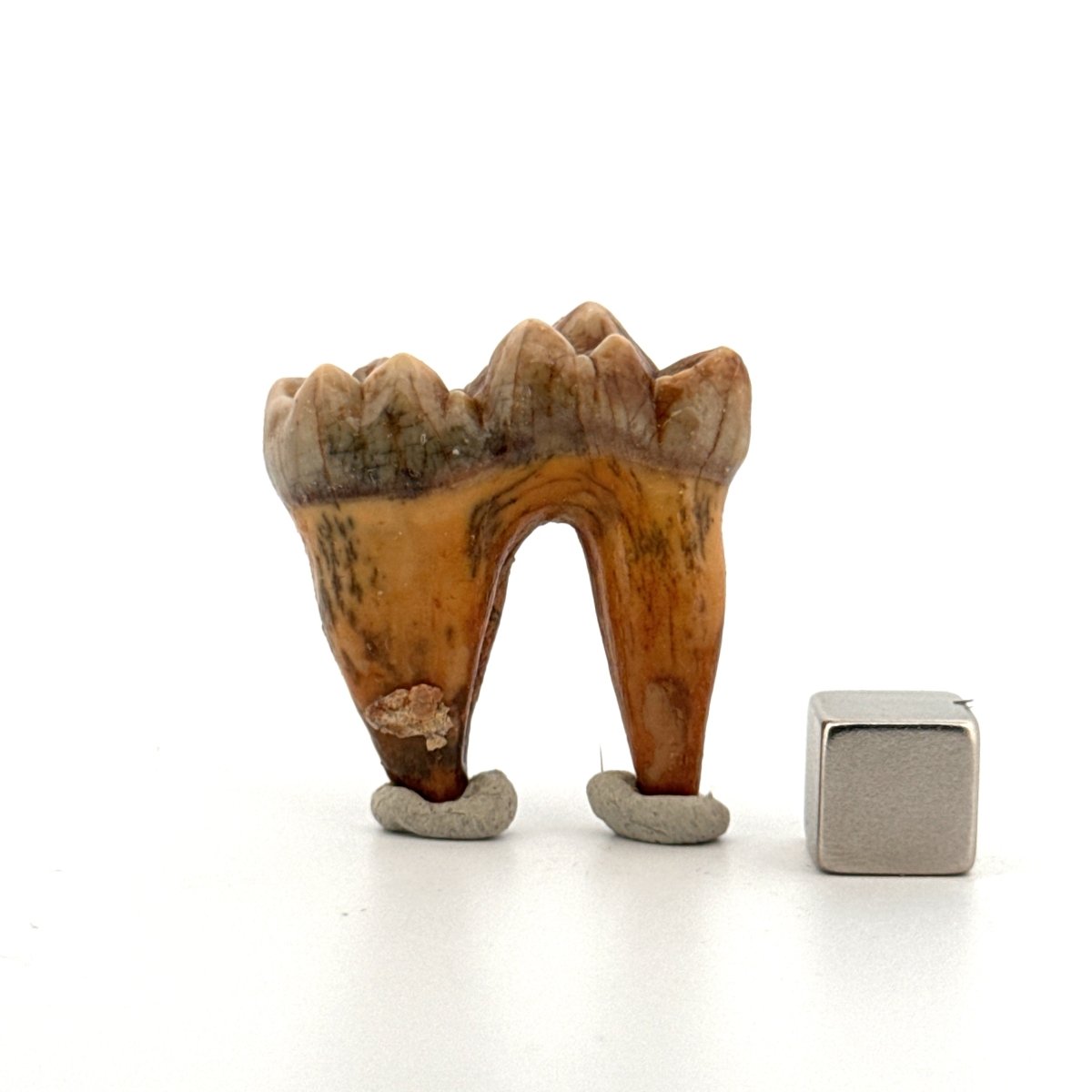 Cave Bear (Ursus spelaeus) molar from pleistocene, Rumania | 1.34" - FossilsAndMore