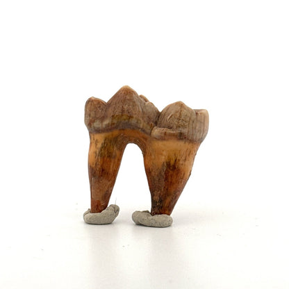 Cave Bear (Ursus spelaeus) molar from pleistocene, Rumania | 1.34" - FossilsAndMore
