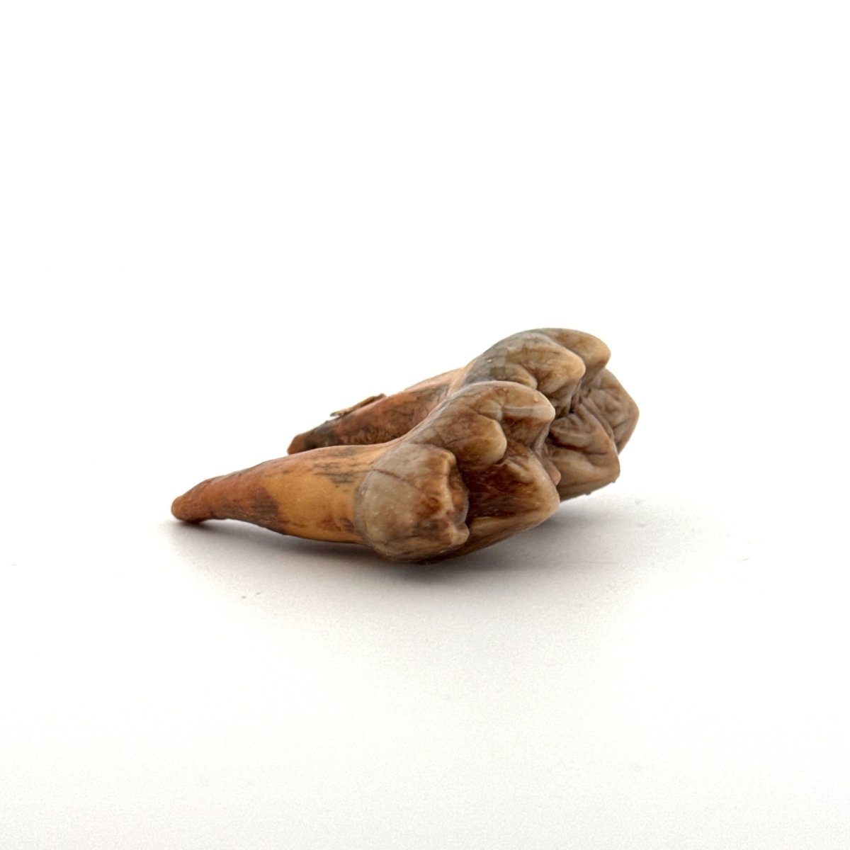 Cave Bear (Ursus spelaeus) molar from pleistocene, Rumania | 1.34" - FossilsAndMore