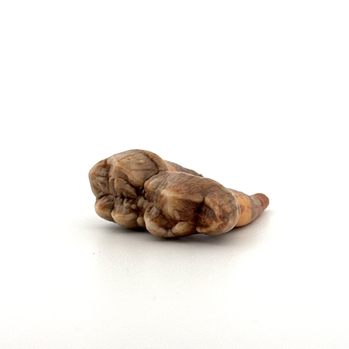 Cave Bear (Ursus spelaeus) molar from pleistocene, Rumania | 1.34" - FossilsAndMore