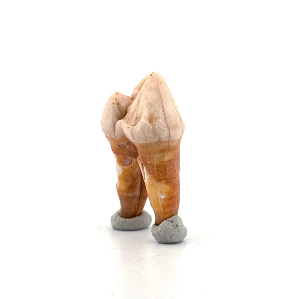 Cave Bear (Ursus spelaeus) molar from pleistocene, Rumania | 1.36" - FossilsAndMore