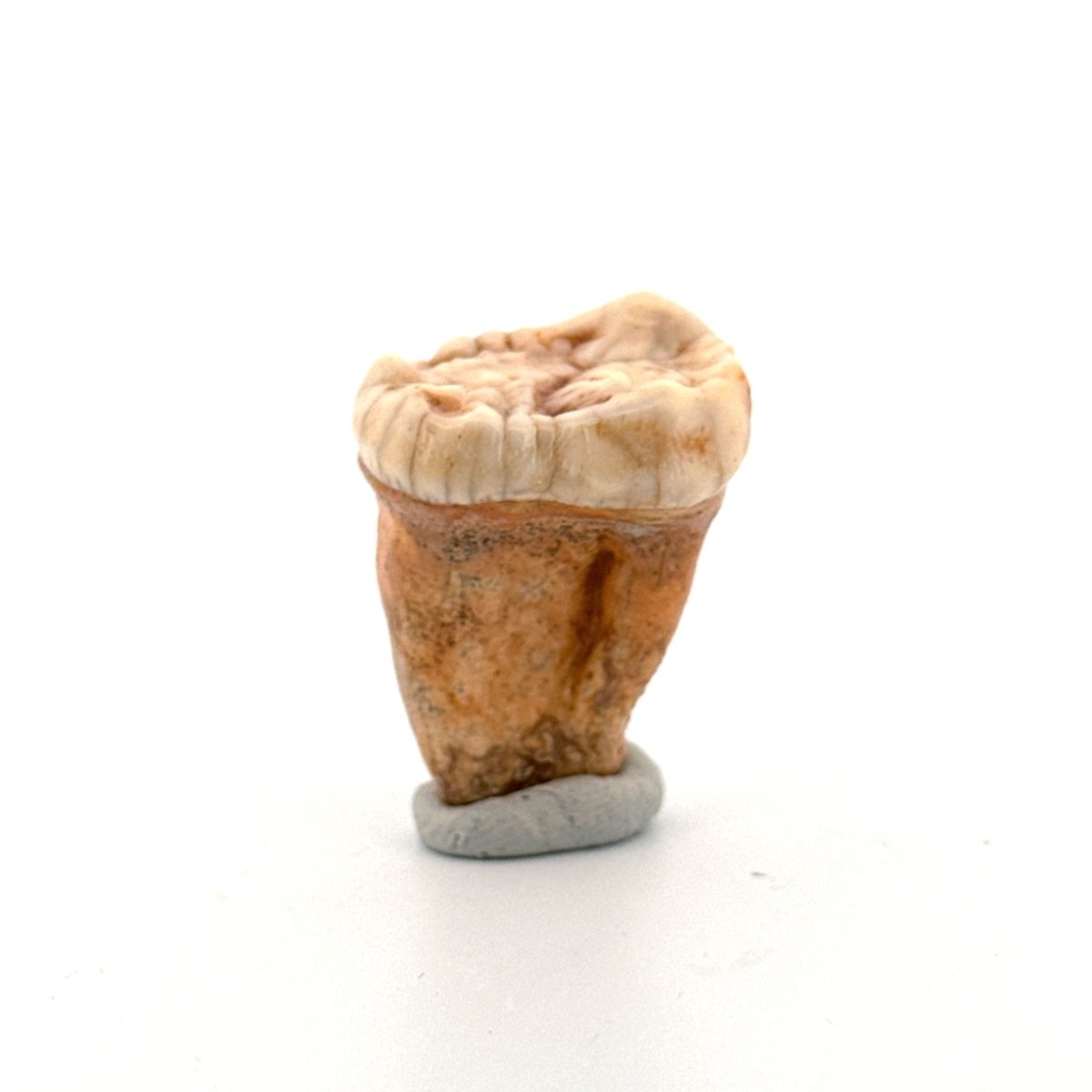 Cave Bear (Ursus spelaeus) molar from pleistocene, Rumania (1.44") - FossilsAndMore