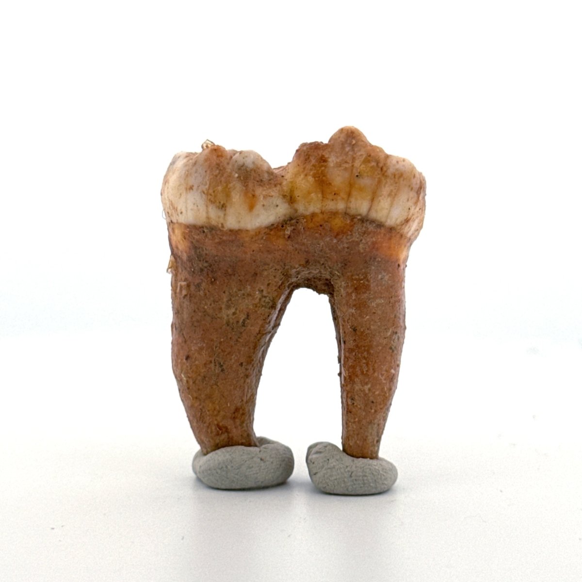 Cave Bear (Ursus spelaeus) molar from pleistocene, Rumania | 1.65" - FossilsAndMore