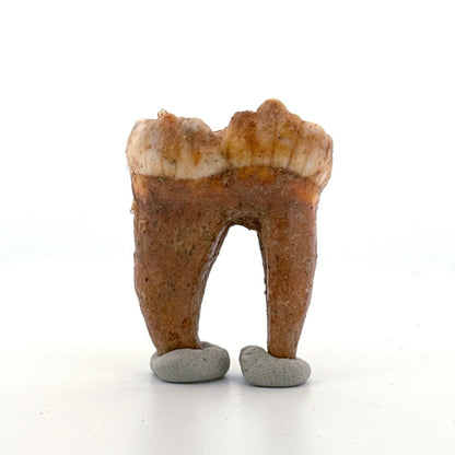 Cave Bear (Ursus spelaeus) molar from pleistocene, Rumania | 1.65" - FossilsAndMore