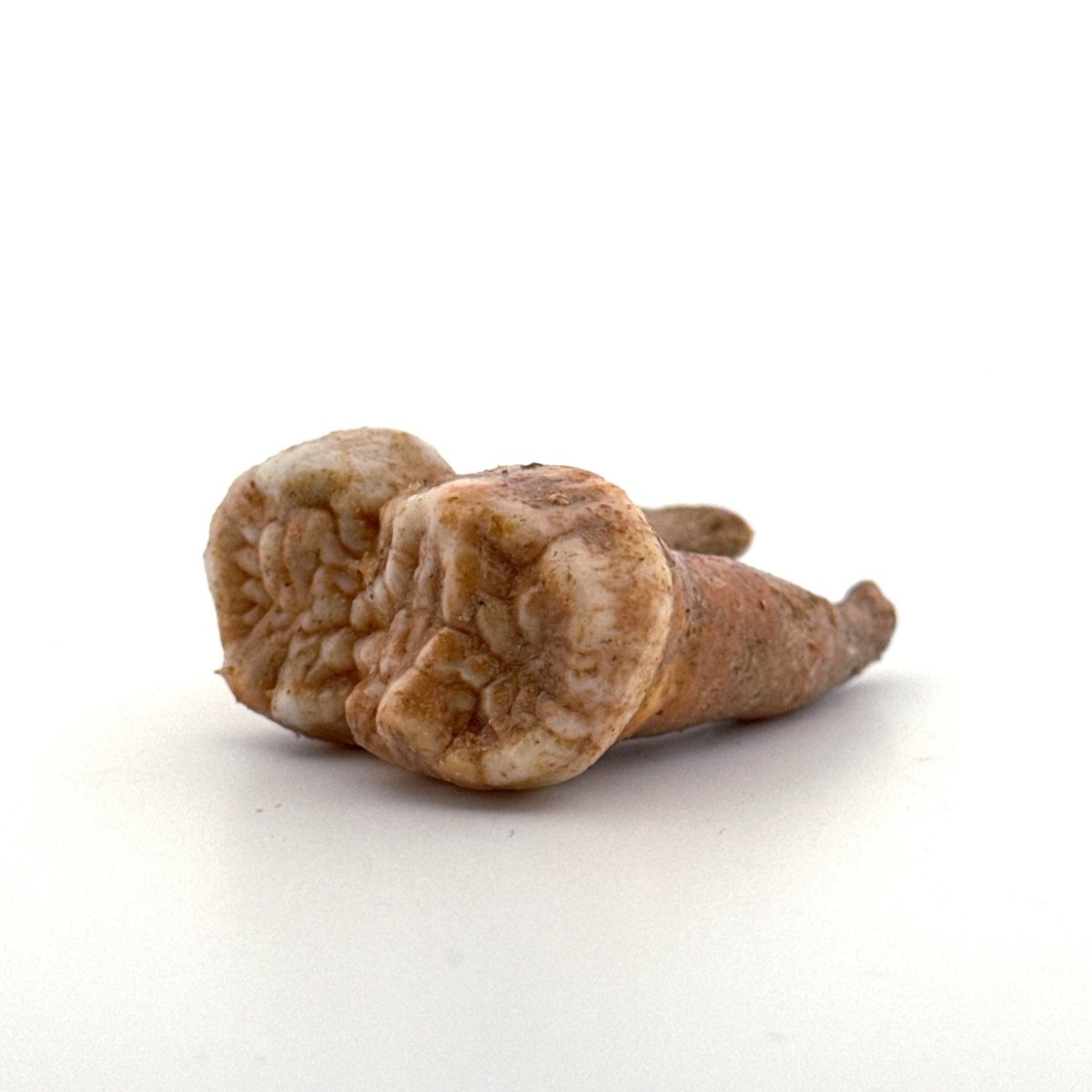 Cave Bear (Ursus spelaeus) molar from pleistocene, Rumania | 1.65" - FossilsAndMore