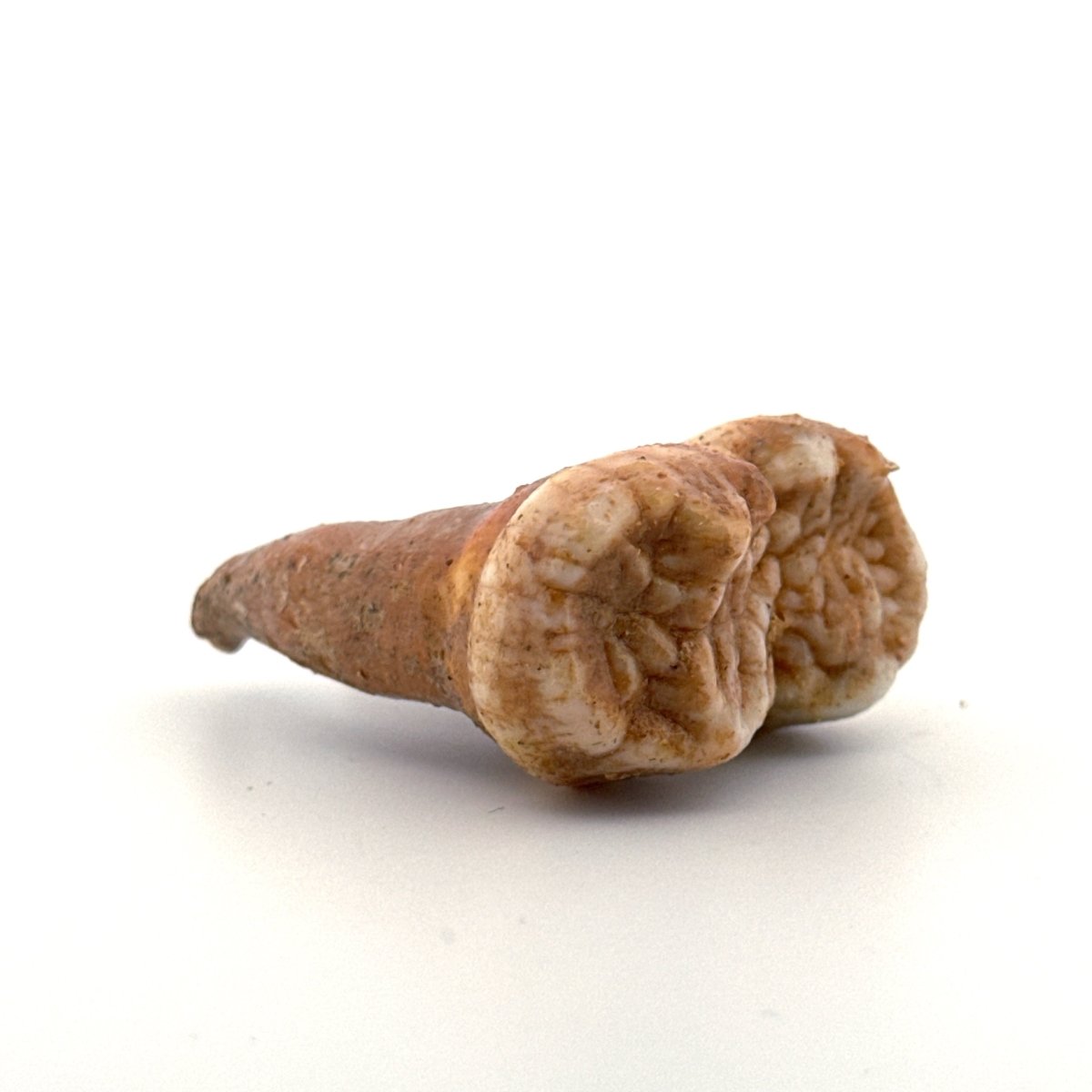 Cave Bear (Ursus spelaeus) molar from pleistocene, Rumania | 1.65" - FossilsAndMore