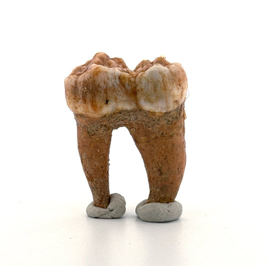 Cave Bear (Ursus spelaeus) molar from pleistocene, Rumania | 1.65" - FossilsAndMore