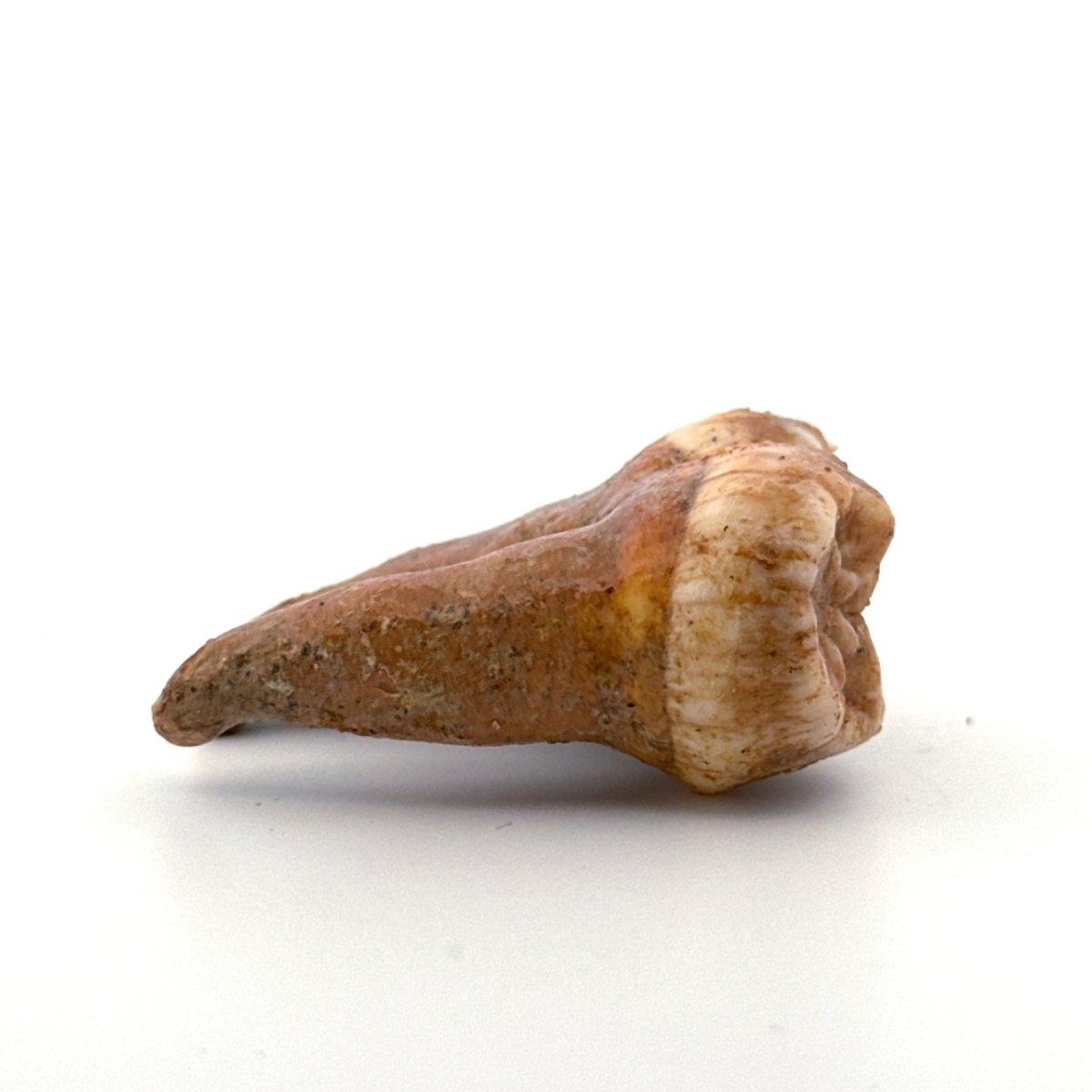 Cave Bear (Ursus spelaeus) molar from pleistocene, Rumania | 1.65" - FossilsAndMore