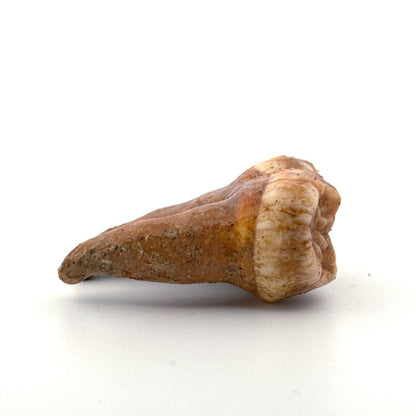 Cave Bear (Ursus spelaeus) molar from pleistocene, Rumania | 1.65" - FossilsAndMore