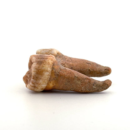 Cave Bear (Ursus spelaeus) molar from pleistocene, Rumania | 1.65" - FossilsAndMore