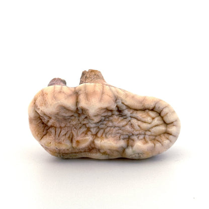 Cave Bear (Ursus spelaeus) molar from pleistocene, Rumania (1.80") - FossilsAndMore