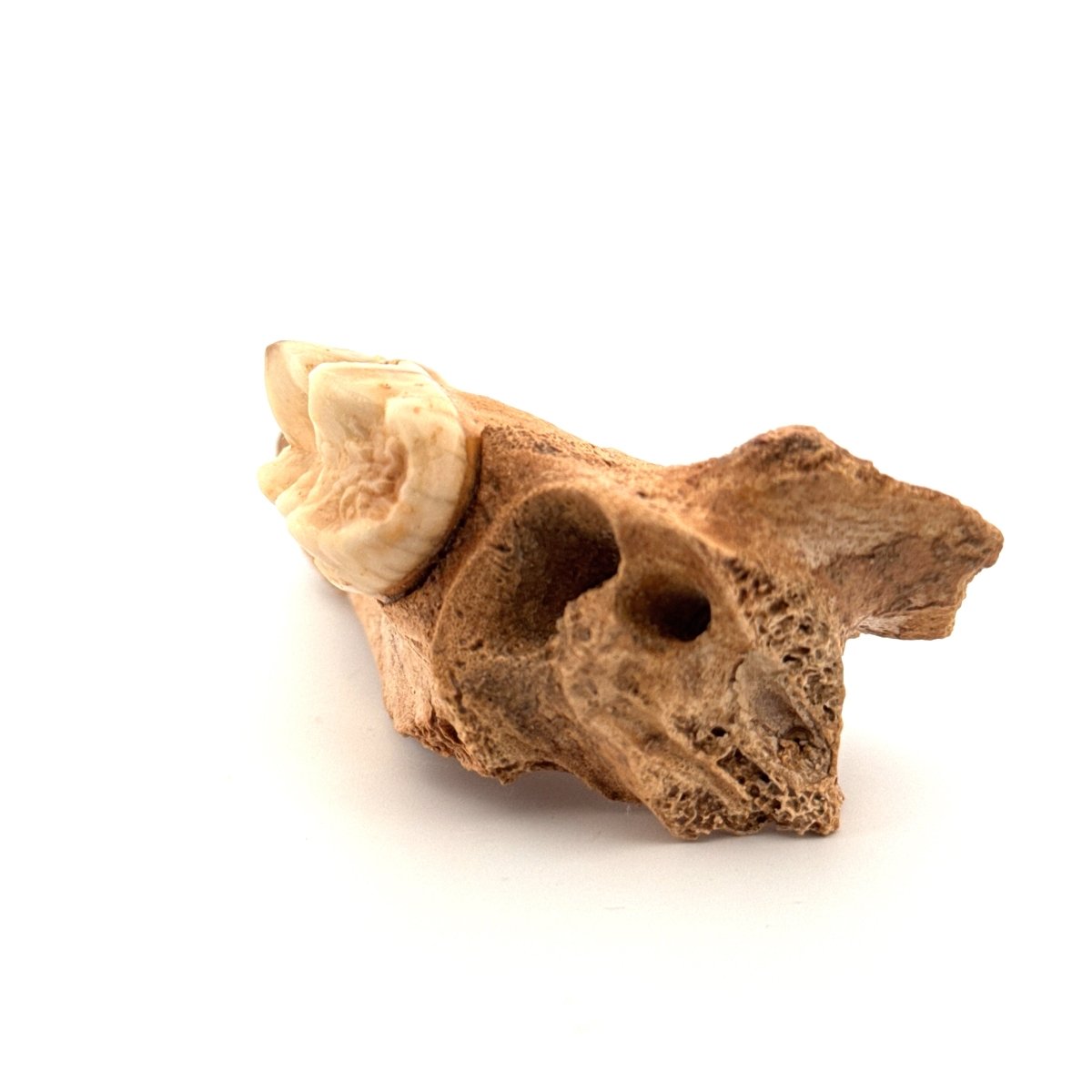 Cave Bear (Ursus spelaeus) molar on jaw fragment from pleistocene, Rumania (3.75") - FossilsAndMore