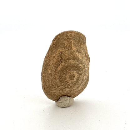 Ciliscutellum ciliensis Trilobite in Natural Nodule from Silurian, China (1.33") - FossilsAndMore
