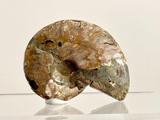 Cleoniceras Ammonite Fossil (3.20") – Cretaceous Period, Madagascar - FossilsAndMore