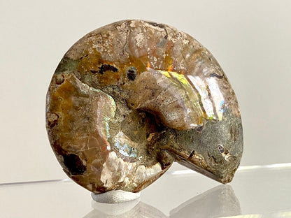 Cleoniceras Ammonite Fossil (3.20") – Cretaceous Period, Madagascar - FossilsAndMore