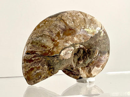 Cleoniceras Ammonite Fossil (3.20") – Cretaceous Period, Madagascar - FossilsAndMore