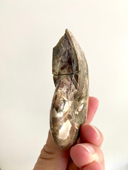Cleoniceras Ammonite Fossil (3.20") – Cretaceous Period, Madagascar - FossilsAndMore