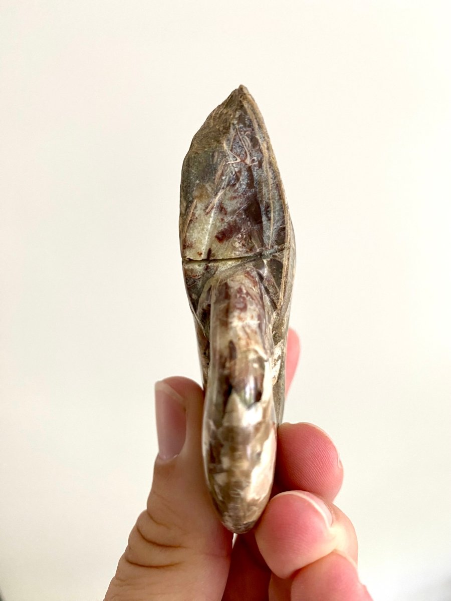 Cleoniceras Ammonite Fossil (3.20") – Cretaceous Period, Madagascar - FossilsAndMore