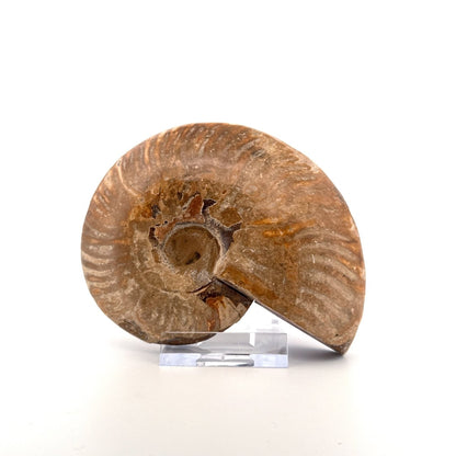 Cleoniceras Ammonite from Cretaceous Period, Madagascar (4.05") - FossilsAndMore