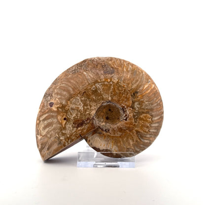 Cleoniceras Ammonite from Cretaceous Period, Madagascar (4.05") - FossilsAndMore