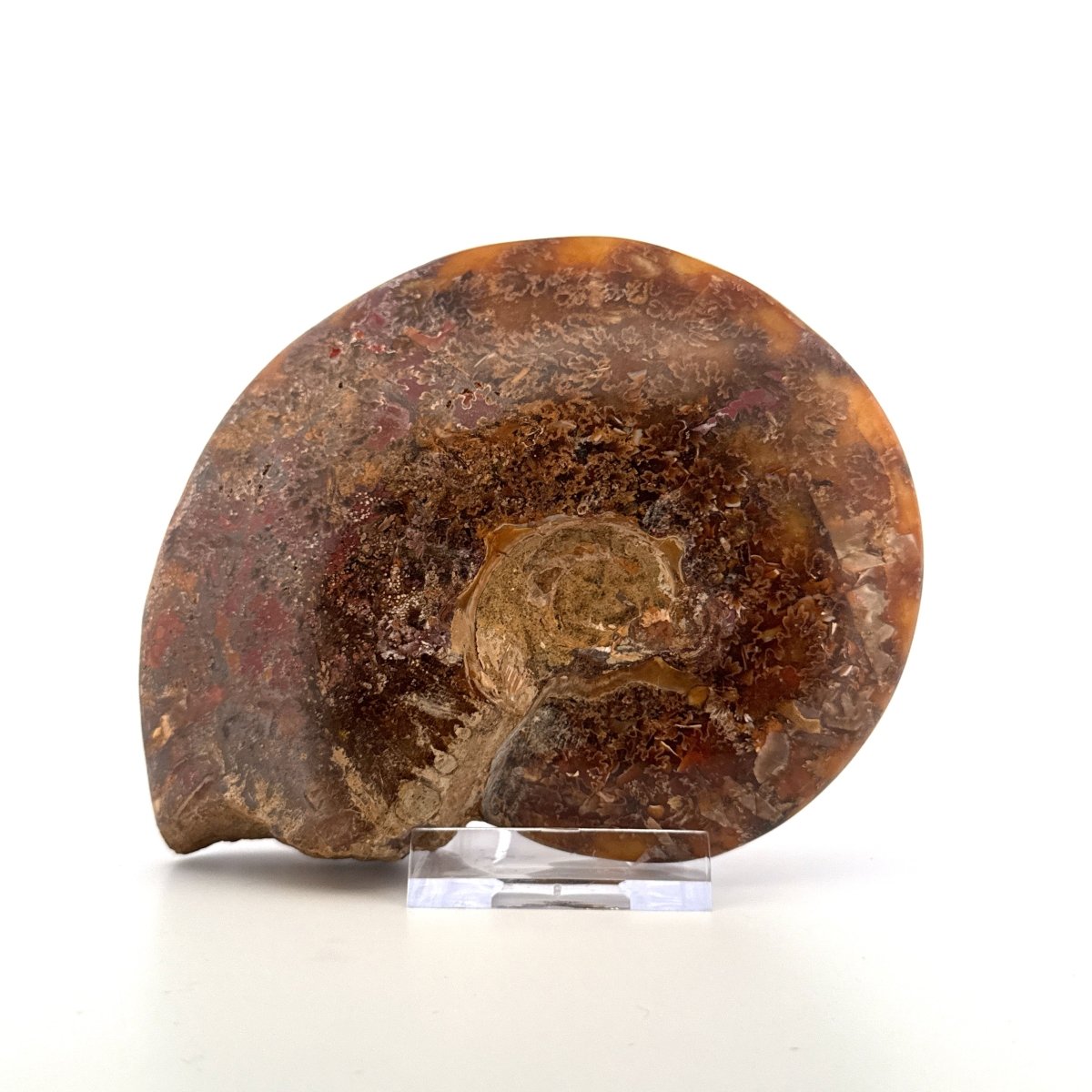 Cleoniceras Ammonite from Cretaceous Period, Madagascar (4.83") - FossilsAndMore