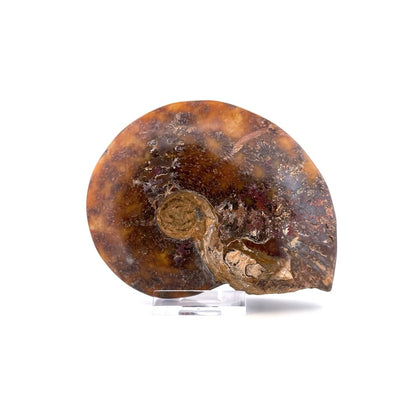 Cleoniceras Ammonite from Cretaceous Period, Madagascar (4.83") - FossilsAndMore