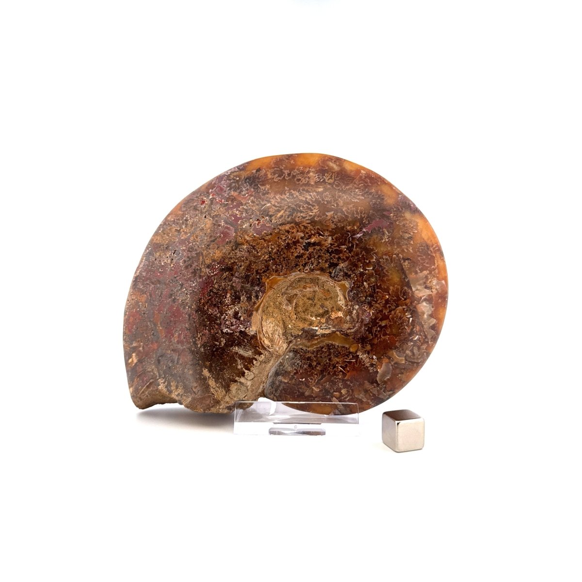 Cleoniceras Ammonite from Cretaceous Period, Madagascar (4.83") - FossilsAndMore