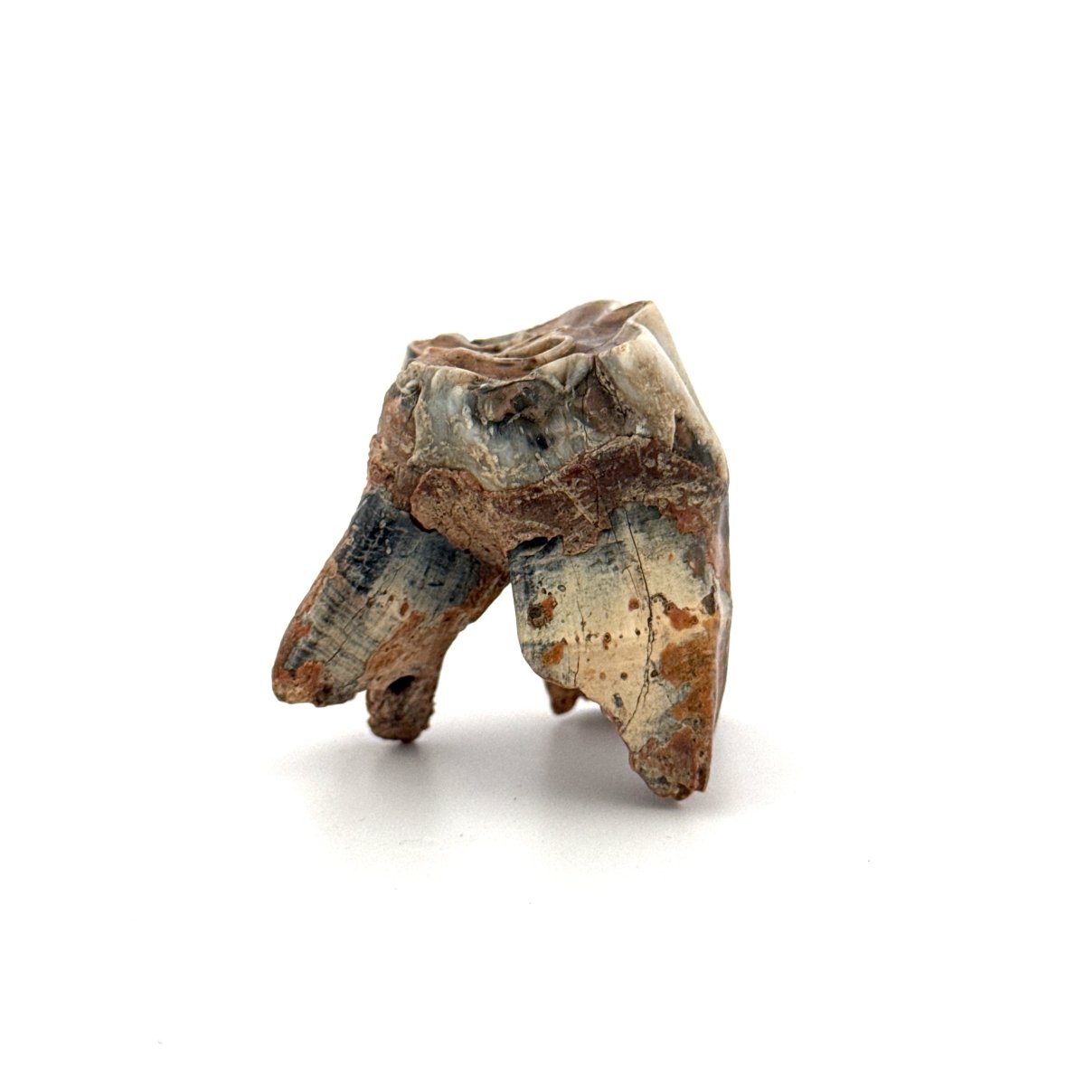 Coelodonta antiquitatis, Woolly Rhinoceros Molar (1.70") from Pleistocene, Siberia - FossilsAndMore