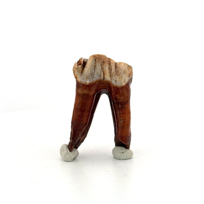 Coelodonta antiquitatis, Woolly Rhinoceros Molar (1.90") from Pleistocene, Siberia - FossilsAndMore
