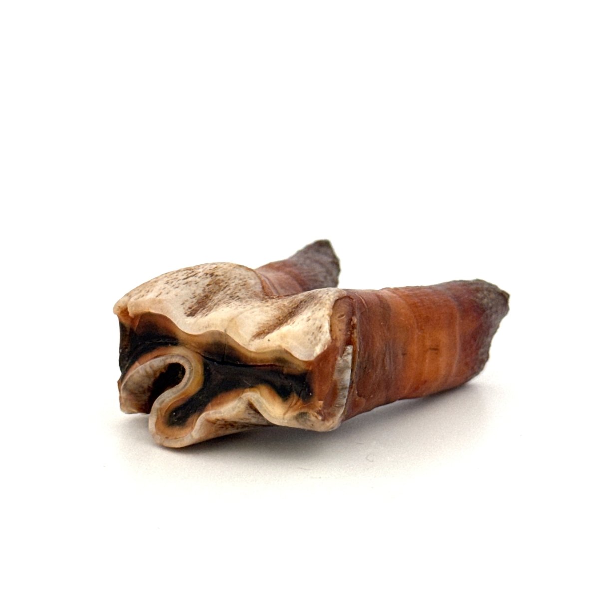 Coelodonta antiquitatis, Woolly Rhinoceros Molar (1.90") from Pleistocene, Siberia - FossilsAndMore
