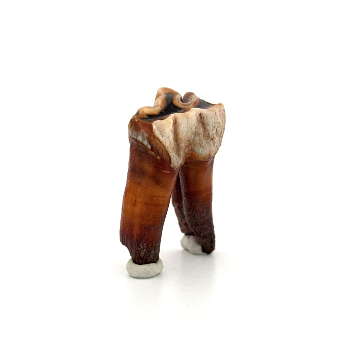 Coelodonta antiquitatis, Woolly Rhinoceros Molar (1.90") from Pleistocene, Siberia - FossilsAndMore
