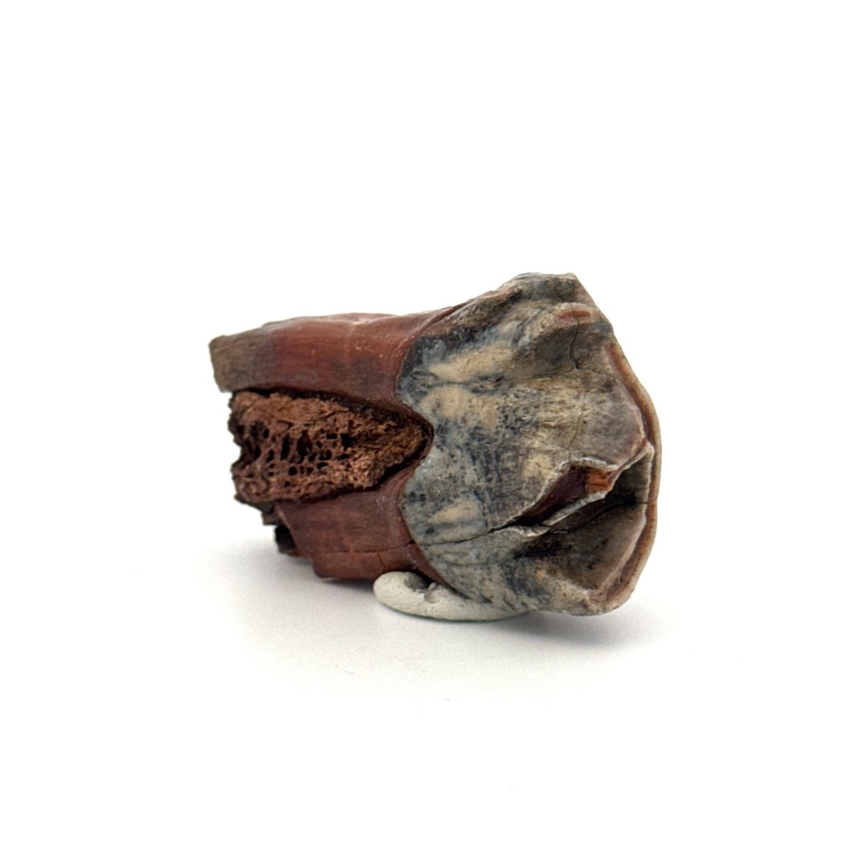 Coelodonta antiquitatis, Woolly Rhinoceros Molar (1.93") from Pleistocene, Siberia - FossilsAndMore