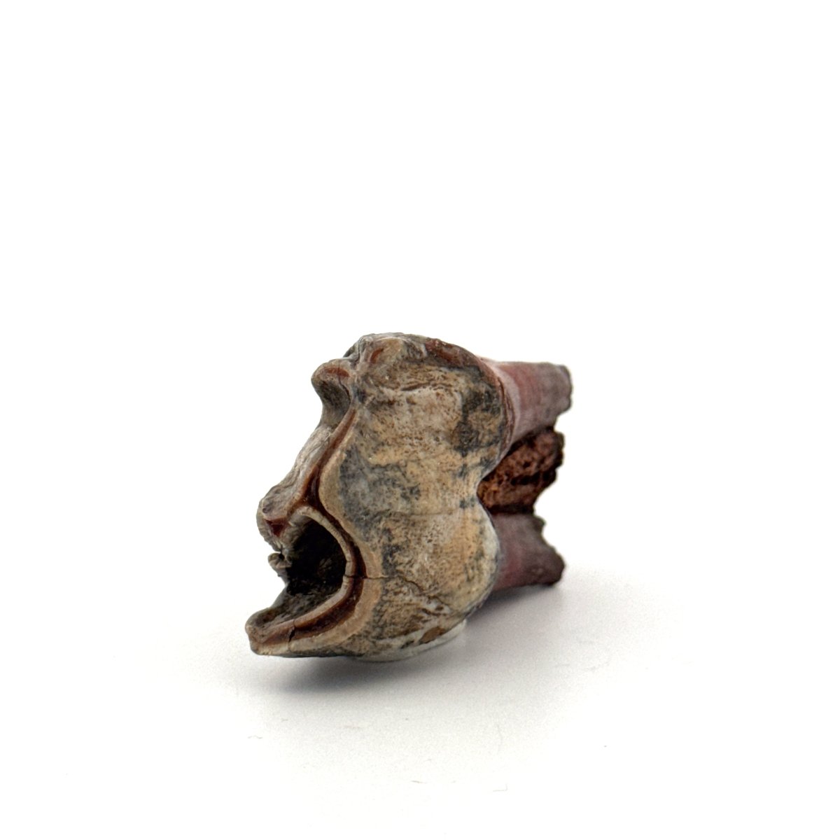 Coelodonta antiquitatis, Woolly Rhinoceros Molar (1.93") from Pleistocene, Siberia - FossilsAndMore